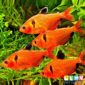 Аквариумная рыбка Минор. Купить аквариумных рыбок Pet.net.ua